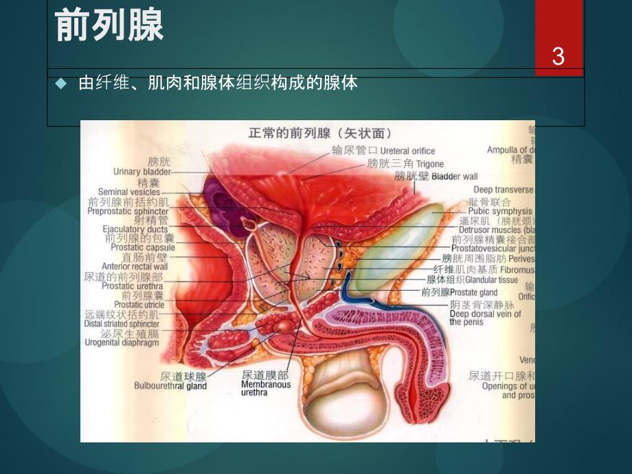 前列腺癌MRI的检查与诊断共识_第3页