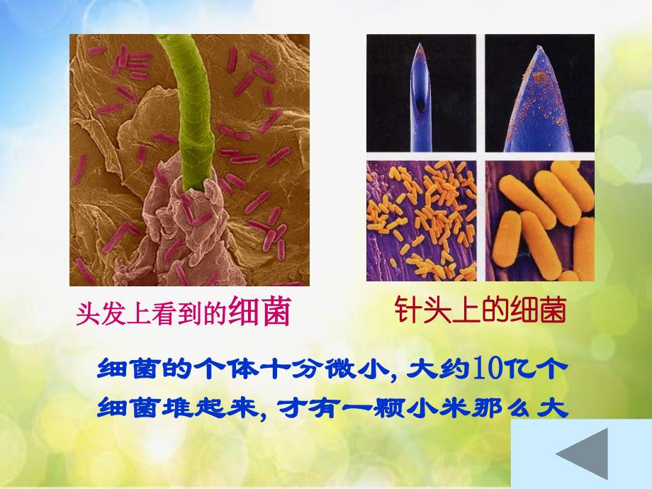 青岛小学科学六上《2、细菌》PPT课件-(4)_第2页