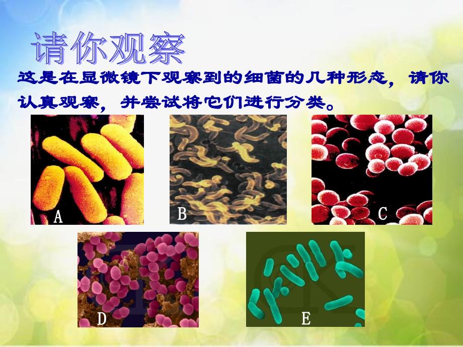 青岛小学科学六上《2、细菌》PPT课件-(4)_第3页