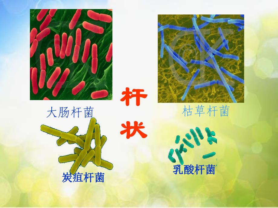 青岛小学科学六上《2、细菌》PPT课件-(4)_第4页