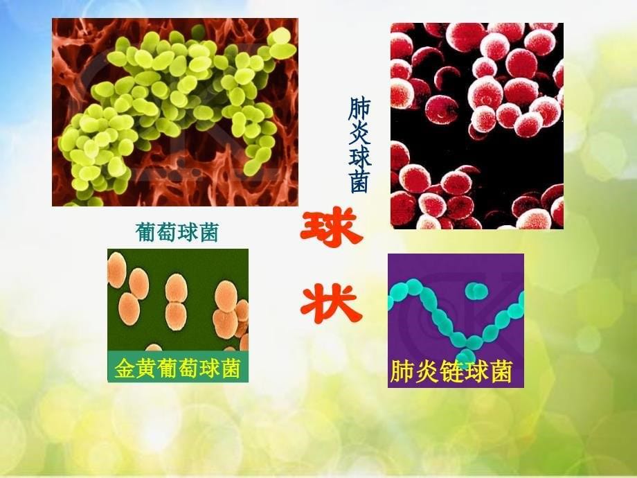 青岛小学科学六上《2、细菌》PPT课件-(4)_第5页