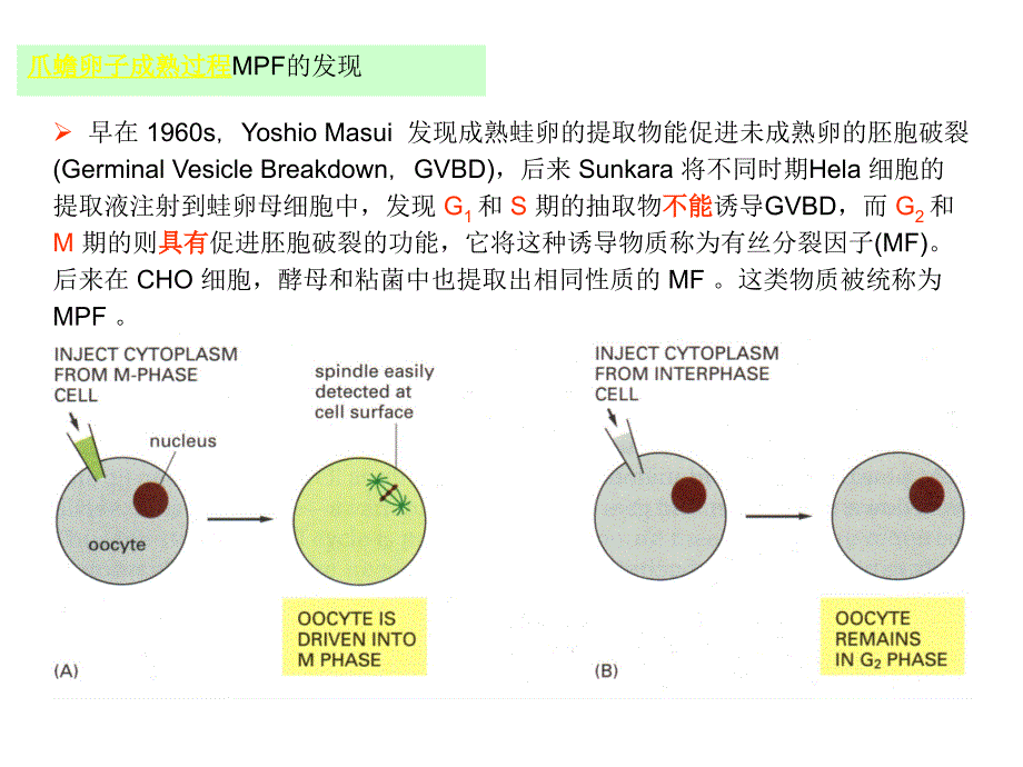 细胞增殖及其调控3_第1页