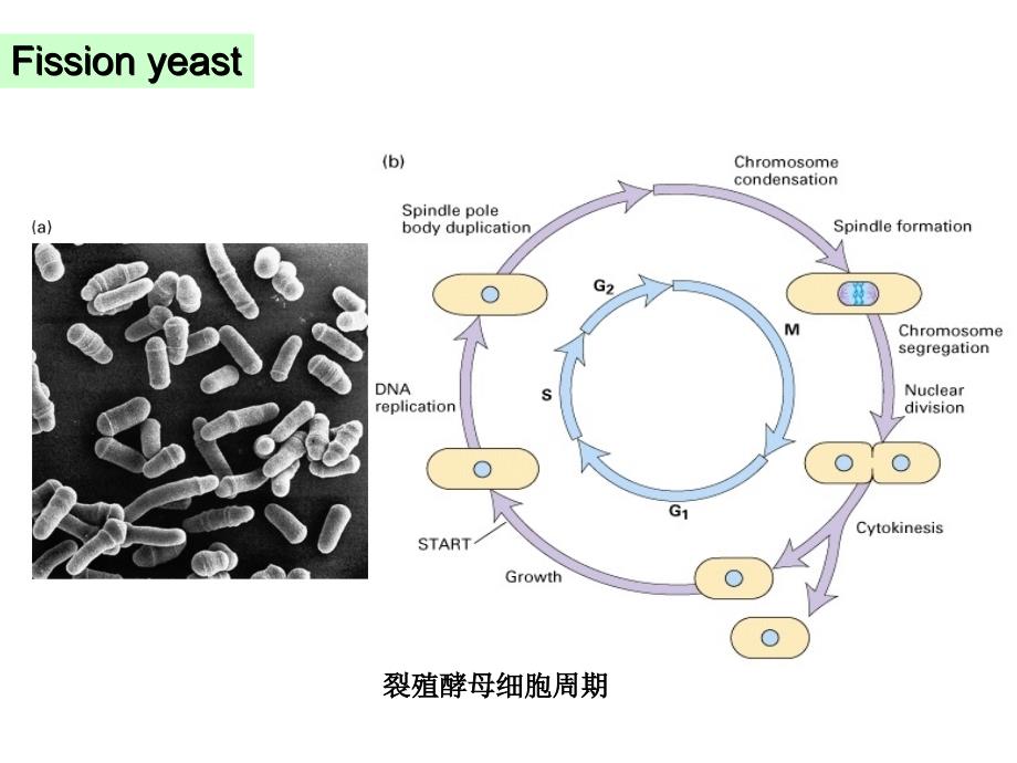 细胞增殖及其调控3_第3页