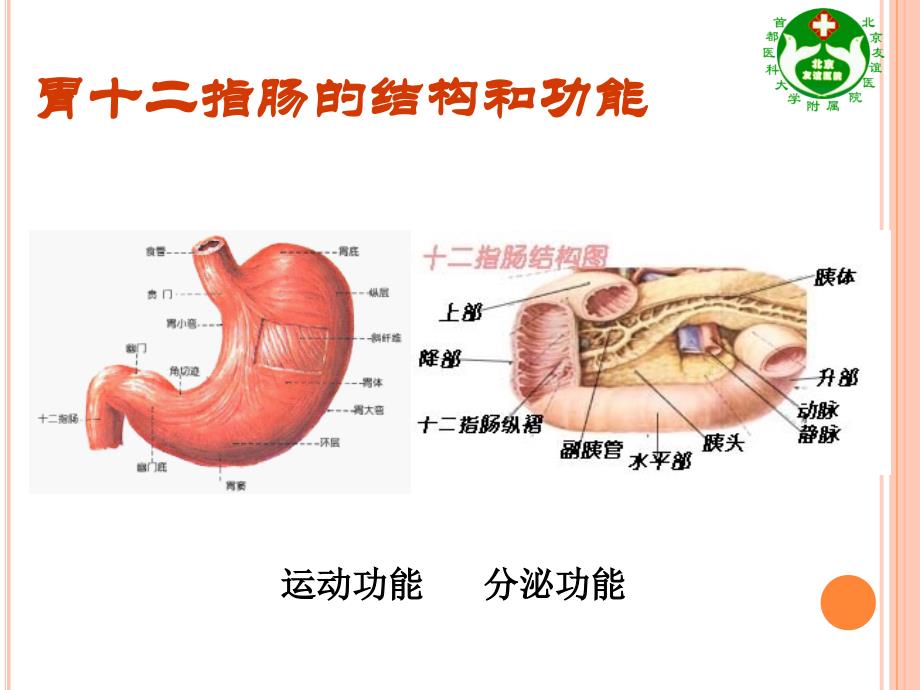 消化性溃疡科普_第4页