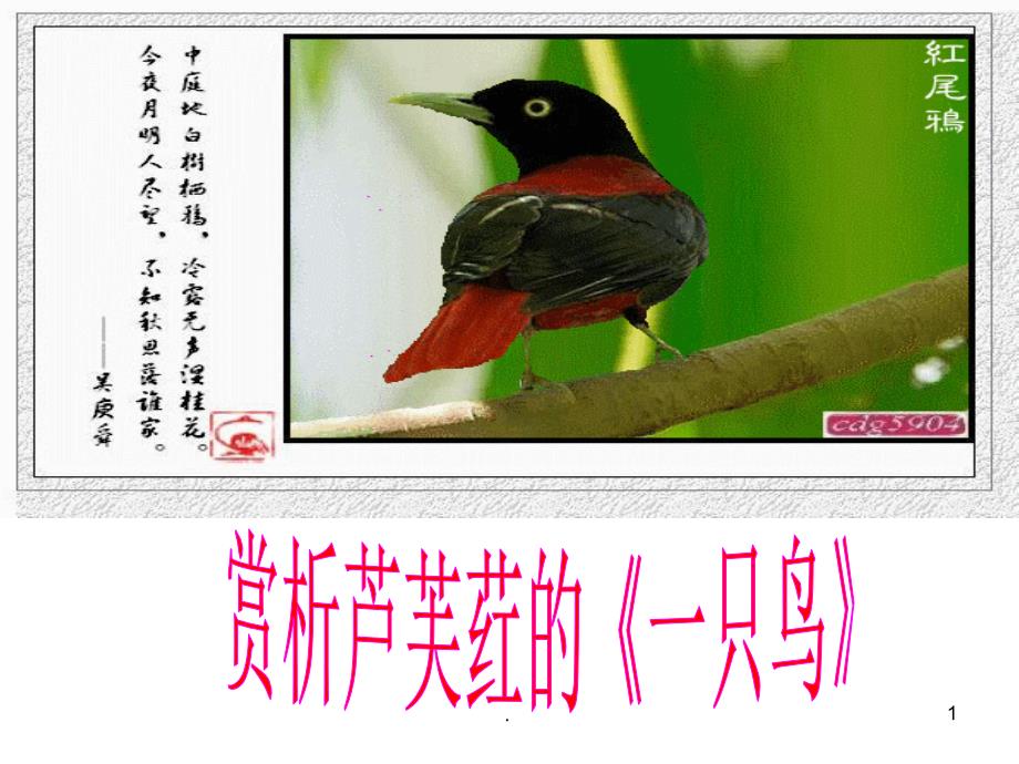 高考小说阅读一只鸟PowerPoint演示文稿_第1页