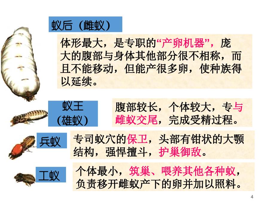 社会行为ppt课件_第4页