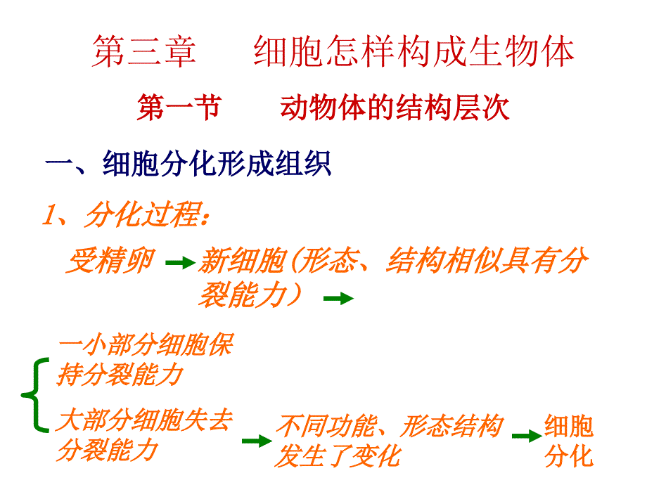 动物体的结构层次1_第1页