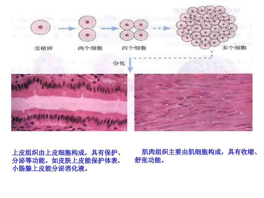 动物体的结构层次1_第3页