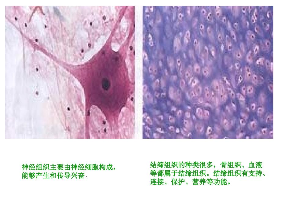 动物体的结构层次1_第4页