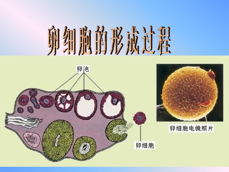 卵细胞的形成及受精作用课件_第1页