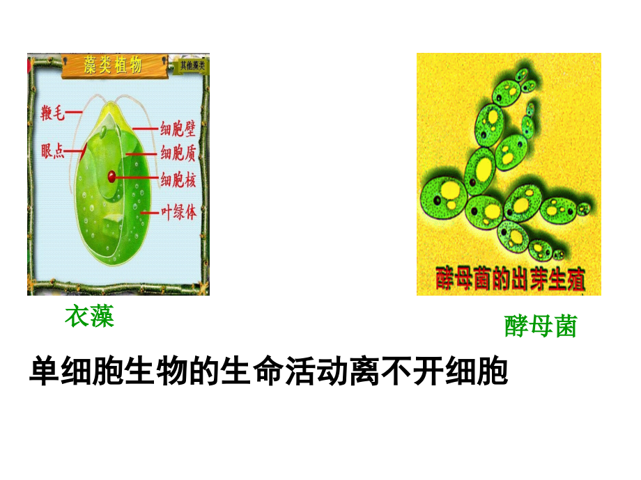 高三生物第一轮复习--必修一全套课件-2_第4页