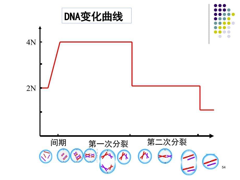 减数分裂精子的形成过程课堂PPT_第5页