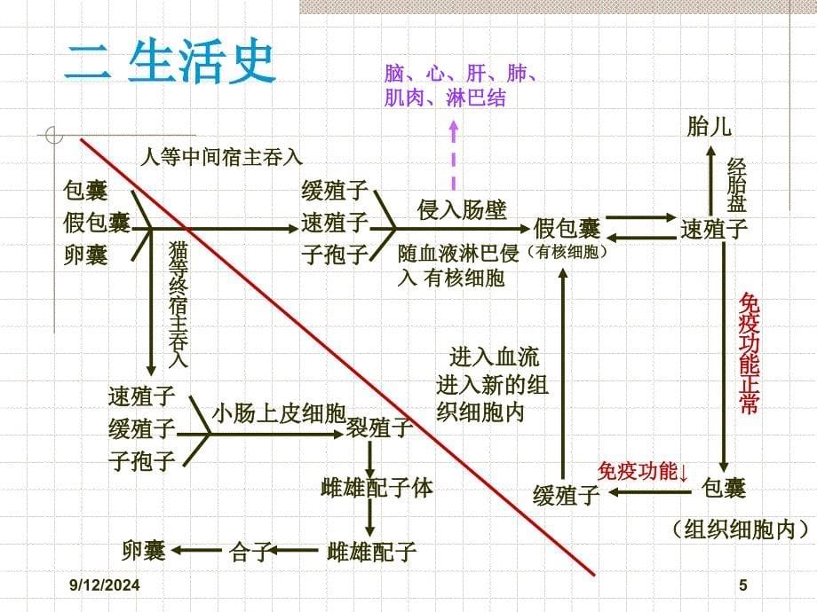 刚地弓形虫简介_第5页