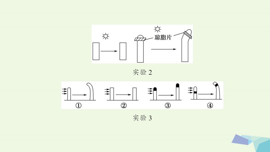 高三生物 第8单元 第5讲 植物的激素调节 新人教版必修3_第3页