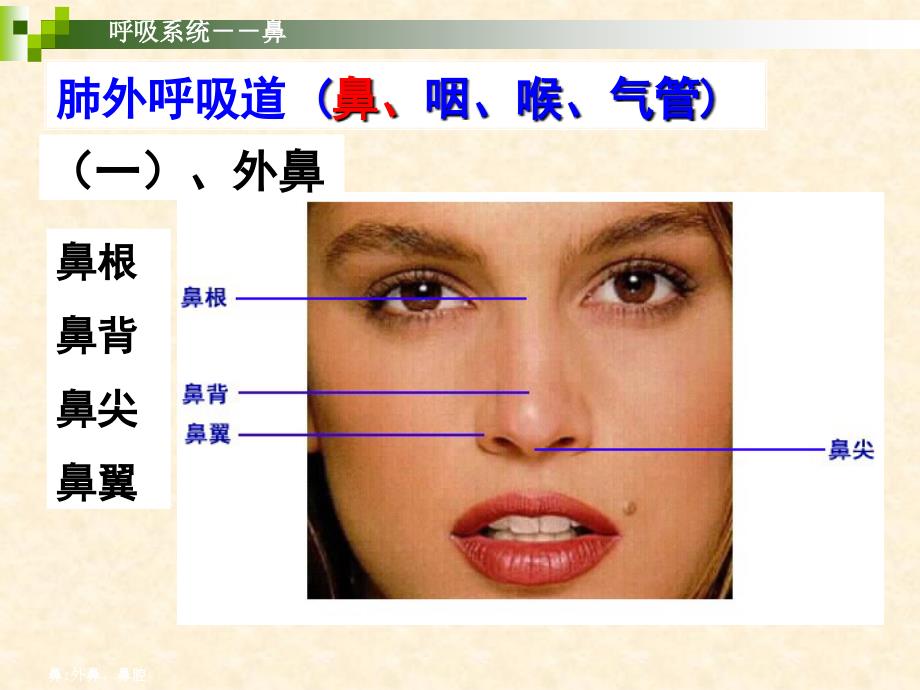 呼吸系统PPT件_第3页