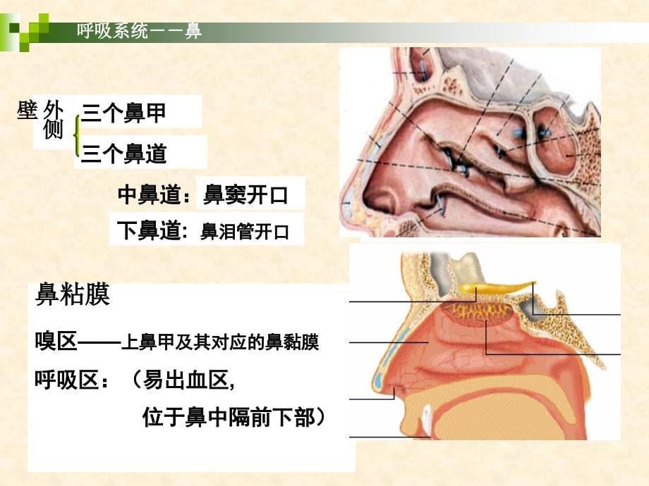 呼吸系统PPT件_第5页