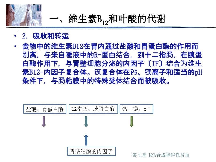 DNA合成障碍性贫血_第5页