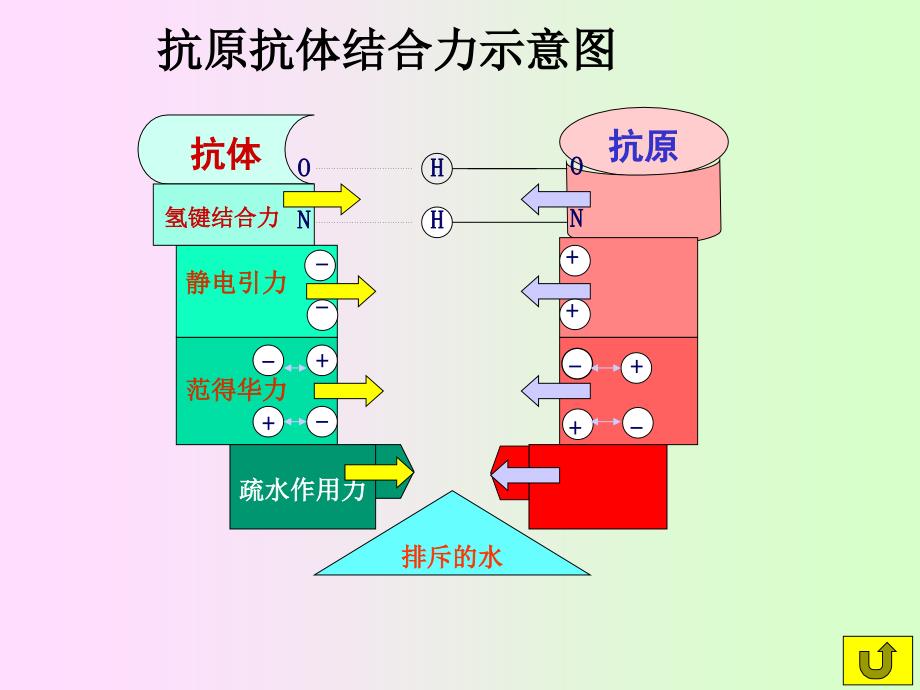 动物免疫学抗原抗体反应ppt课件_第4页