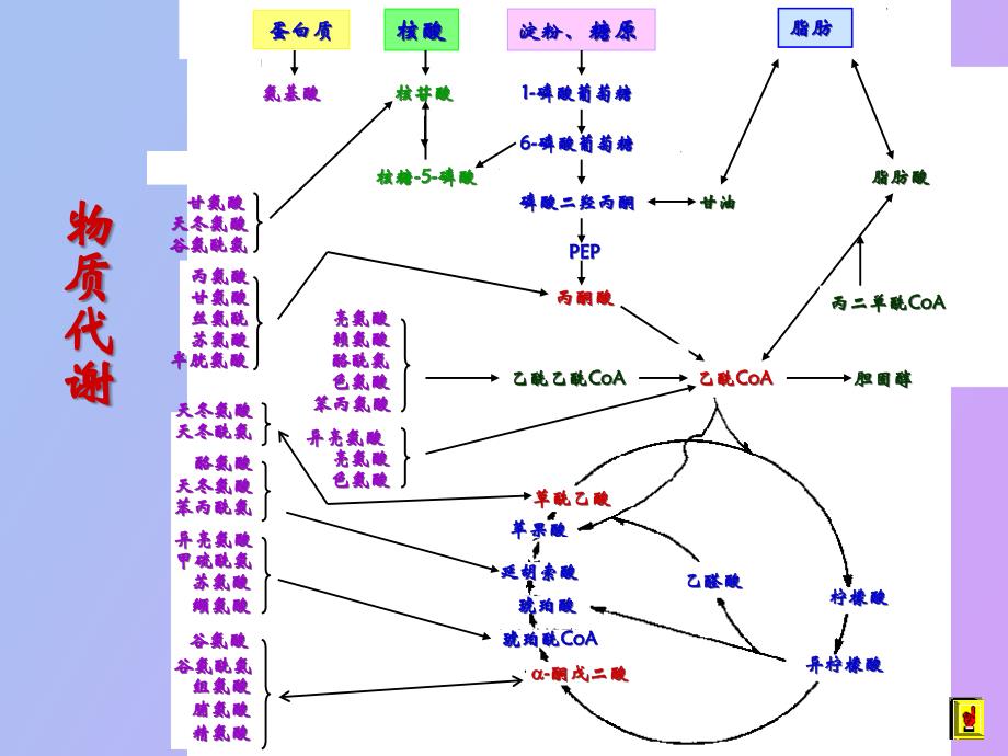 微生物发酵机理_第4页