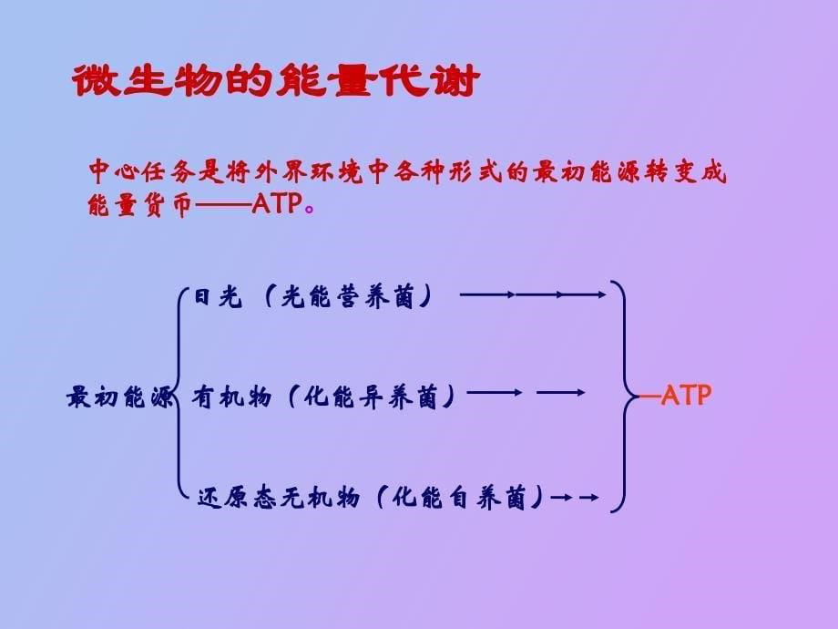 微生物发酵机理_第5页