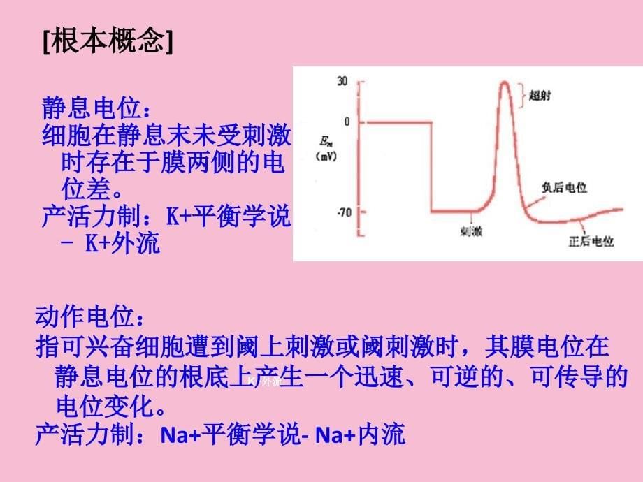 生理实验二神经干动作阈强度和传导速度的测定朱文博ppt课件_第5页