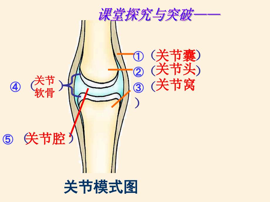 动物的运动和行为复习课ppt课件_第4页