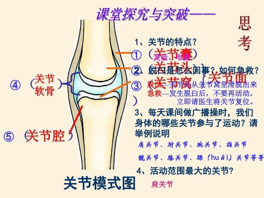 动物的运动和行为复习课ppt课件_第5页