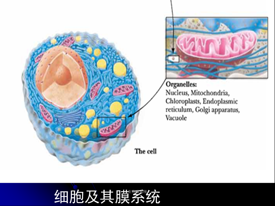 生物膜系统课件_第3页