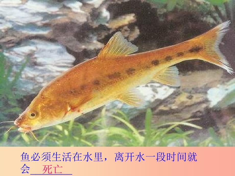 吉林省七年级生物上册 1.2.1生物与环境的关系课件 新人教版.ppt_第2页