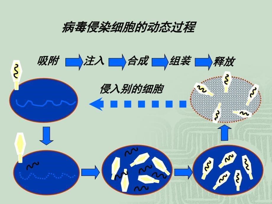 【生物】11从生物圈到细胞课件2（人教版必修1）_第5页