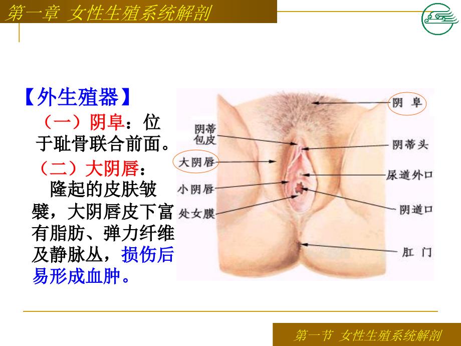 第12章女性生殖系统解剖及生理课件_第2页