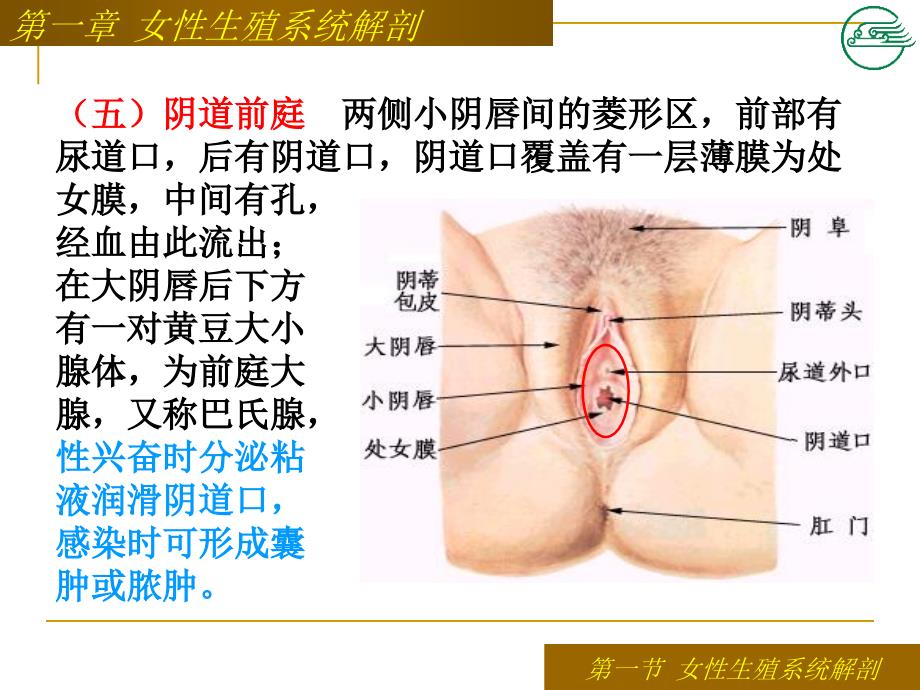 第12章女性生殖系统解剖及生理课件_第4页