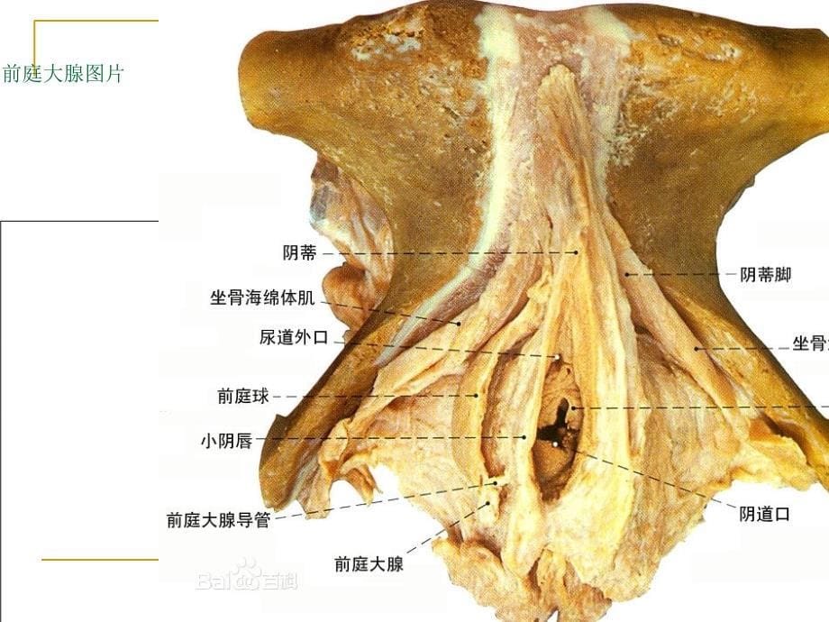 第12章女性生殖系统解剖及生理课件_第5页