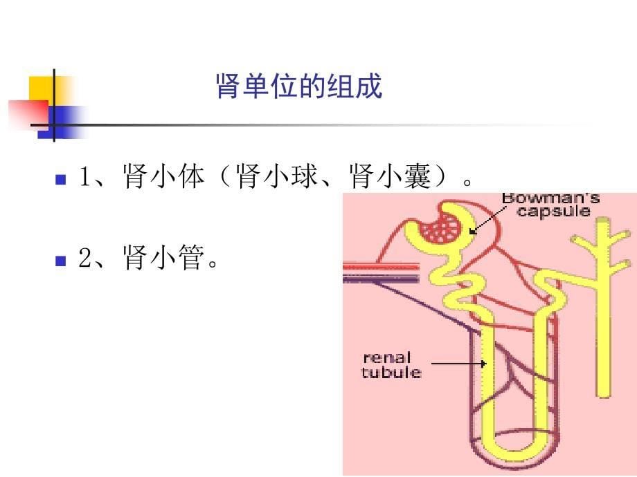 泌尿系统教学资料泌尿疾病总论-王成玉_第5页