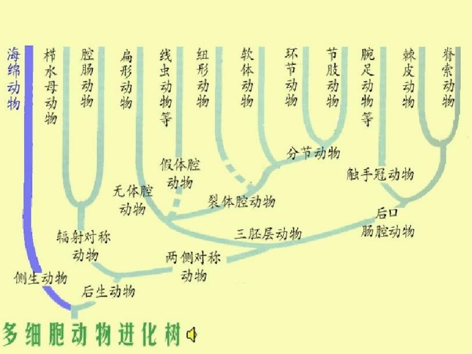 多细胞动物的胚胎发育课件_第3页