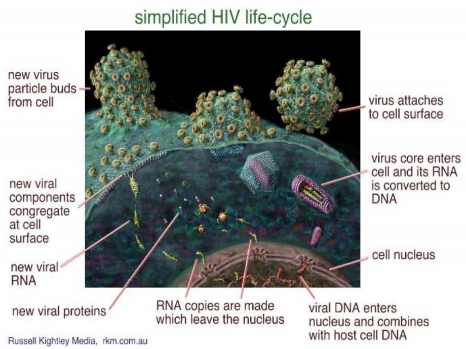 AIDS课件——双语教学_第4页