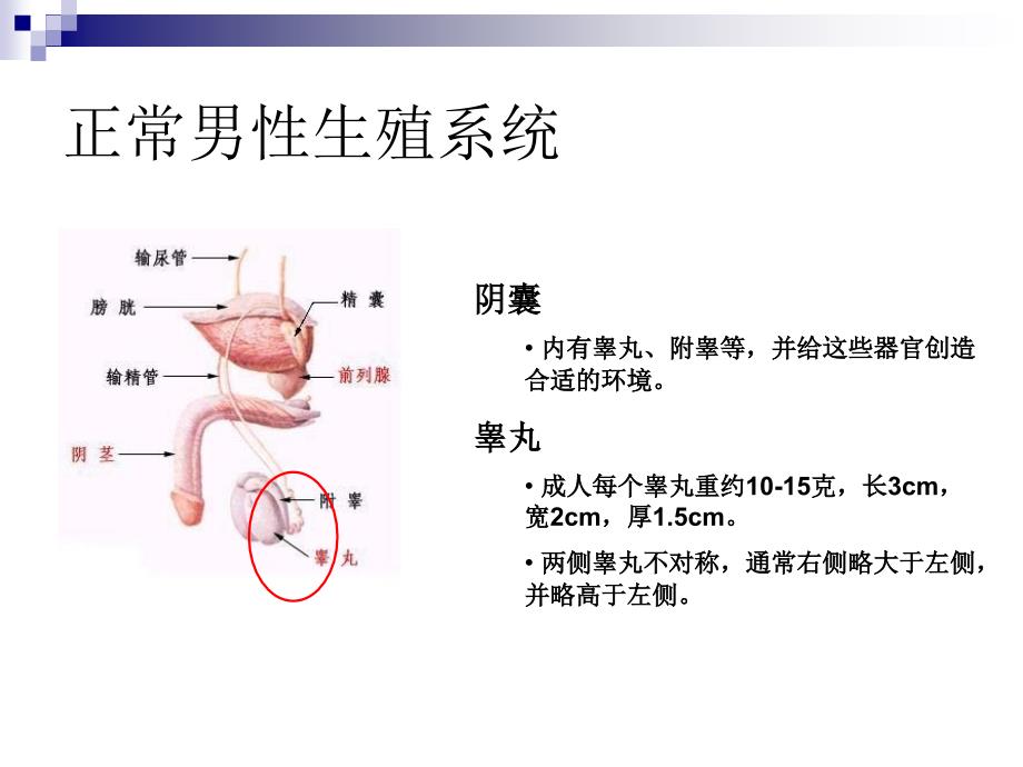 青年男性的生殖健康_第4页