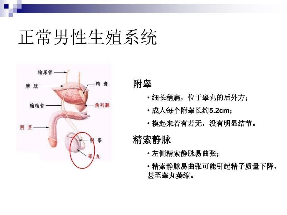 青年男性的生殖健康_第5页