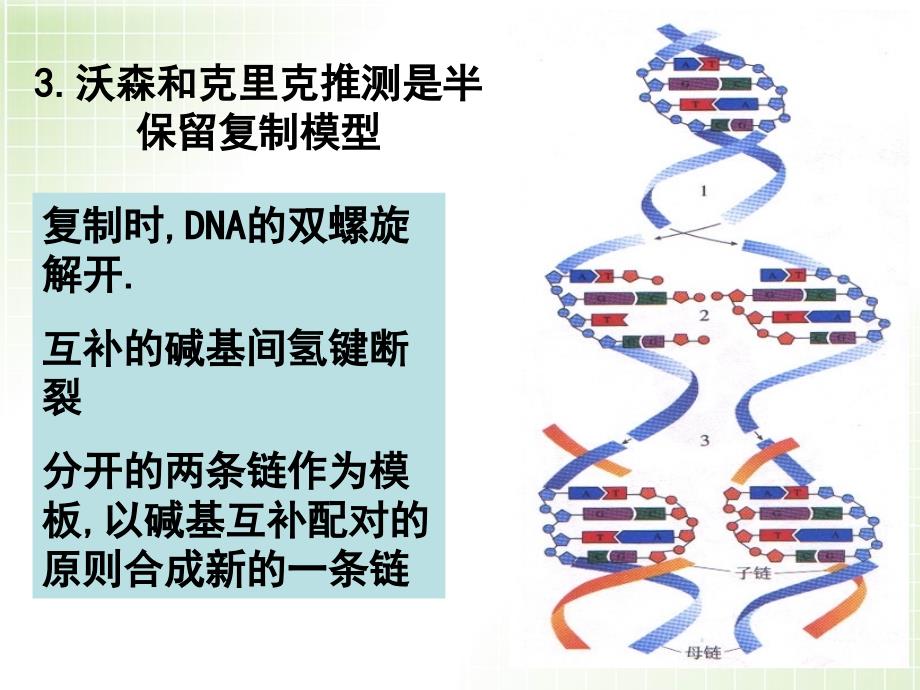 人教版教学课件DNA的复制课件人教版.ppt_第3页