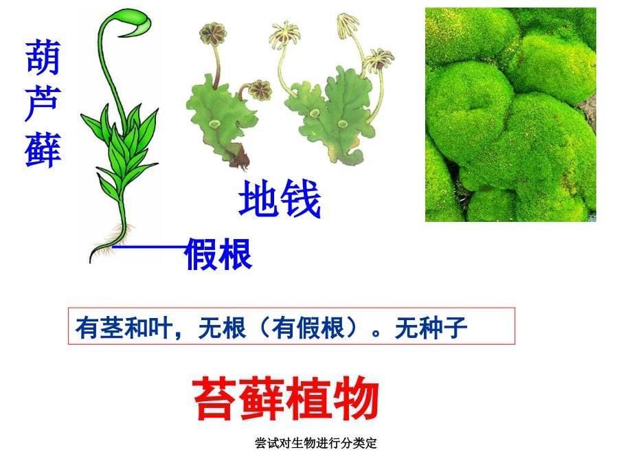 尝试对生物进行分类定课件_第5页