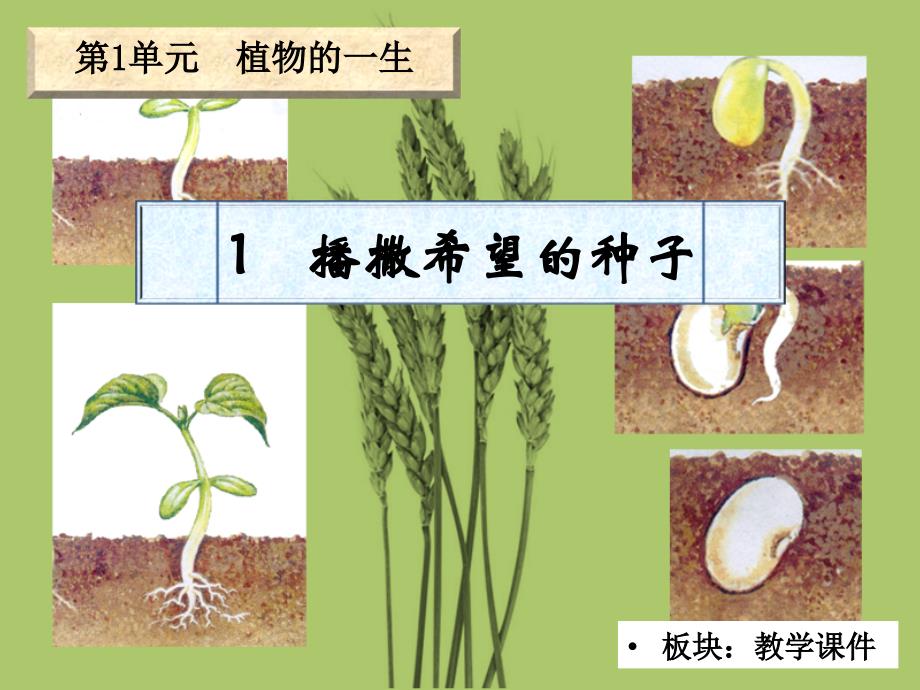 播撒希望的种子课件_第1页