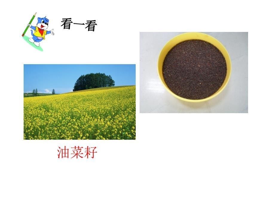 播撒希望的种子课件_第5页