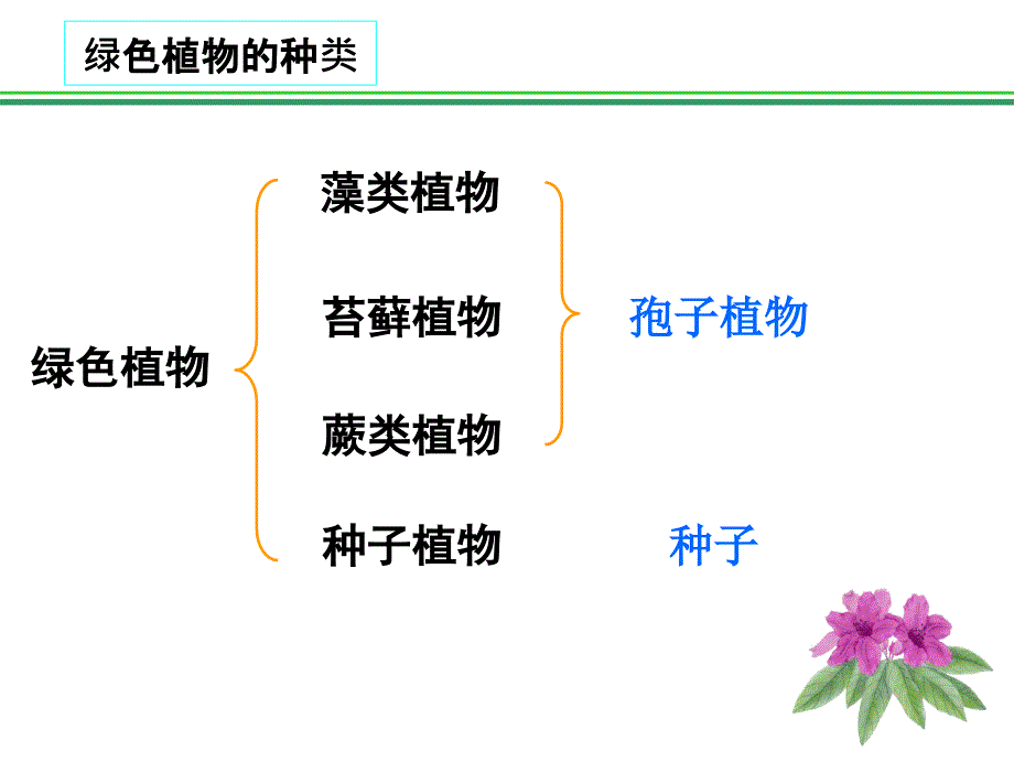 藻类苔藓和蕨类植物PPT课件_第3页