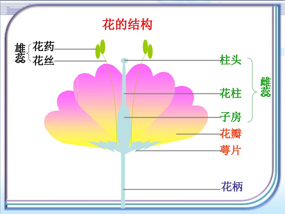 生物：5.5植物的开花和结果课件苏教版七年级上_第4页