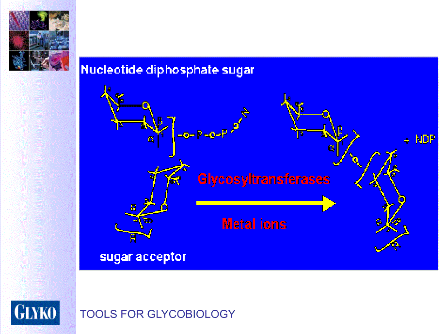 葡糖基转移酶课件_第3页