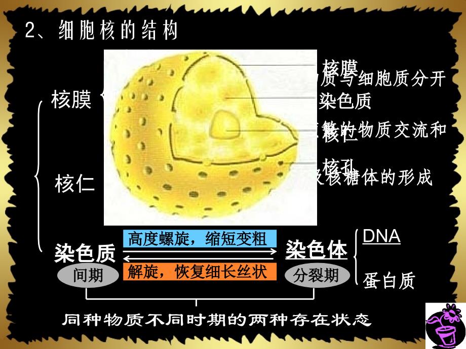 人教版教学课件江苏省南通市小海中学高一生物《细胞核-系统的控制中心》.ppt_第4页