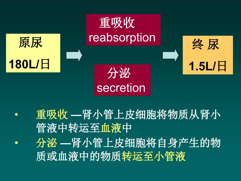 生理学教学课件：肾小管和集合管的物质转运功能_第2页