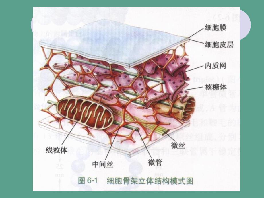 细胞骨架与细胞运动ppt课件_第3页