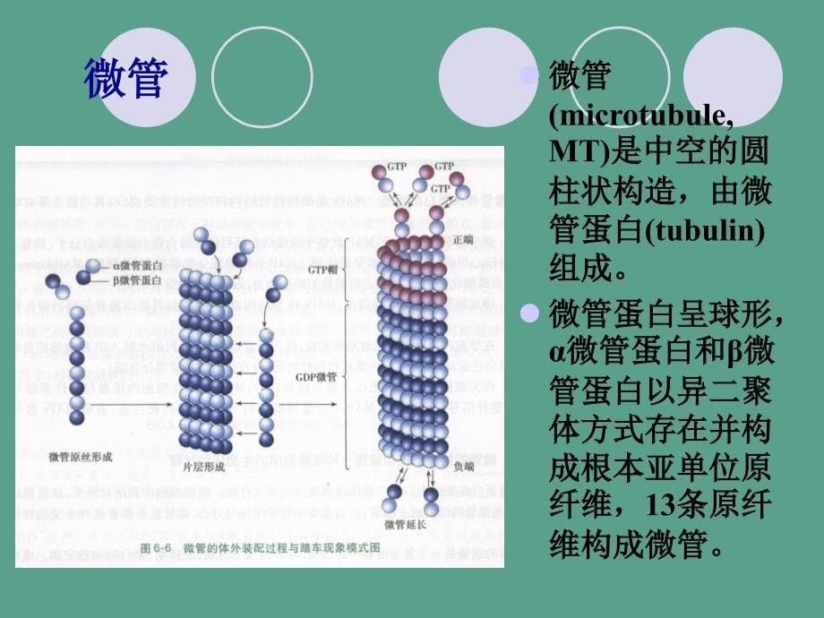 细胞骨架与细胞运动ppt课件_第5页