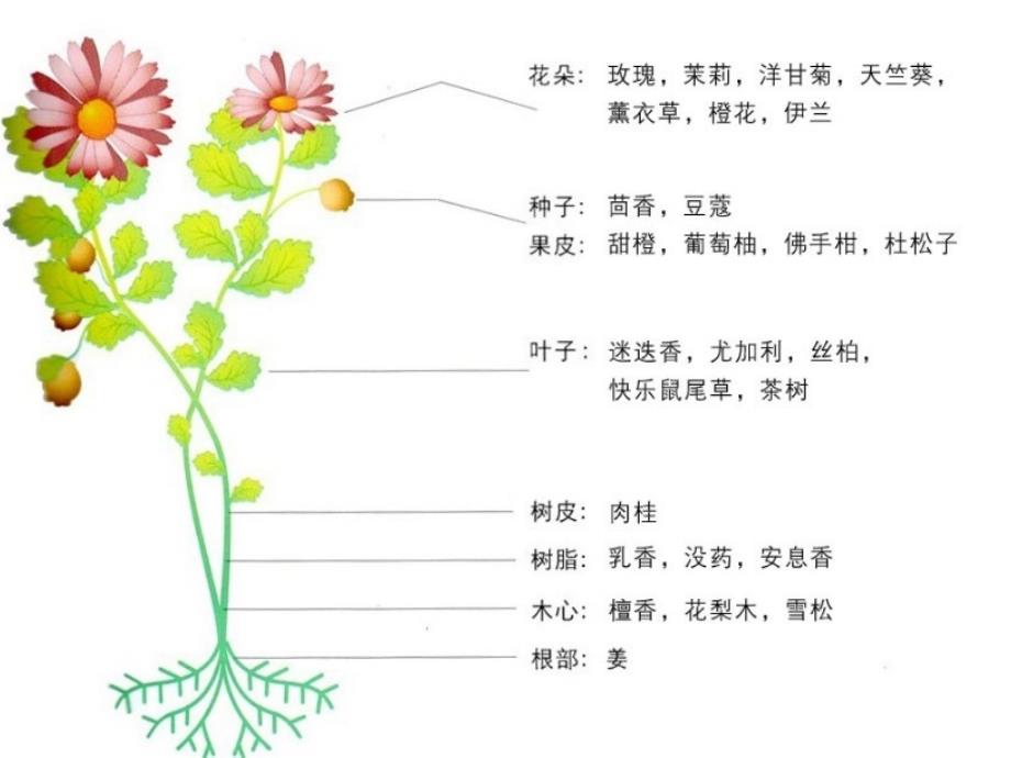 精油基础必须知识精油的使用方法_第3页